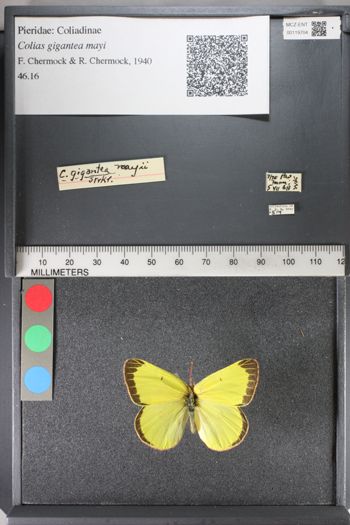 Media type: image;   Entomology 119704